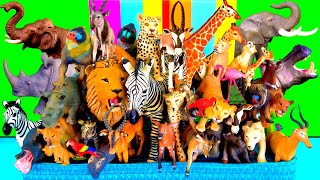 สัตว์ - สิงโต, เสือชีตาห์, เสือดาว, ช้าง, ม้าลาย, ยีราฟ, ฮิปโป, แรด, แมนดริลล์, โอริกซ์ 13+