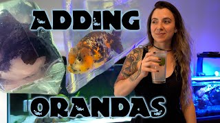 Part 2 - Live planted aquarium for Oranda goldfish | Adding an Oranda & Ranchu by Rachel Vong 1,756 views 2 years ago 4 minutes, 57 seconds