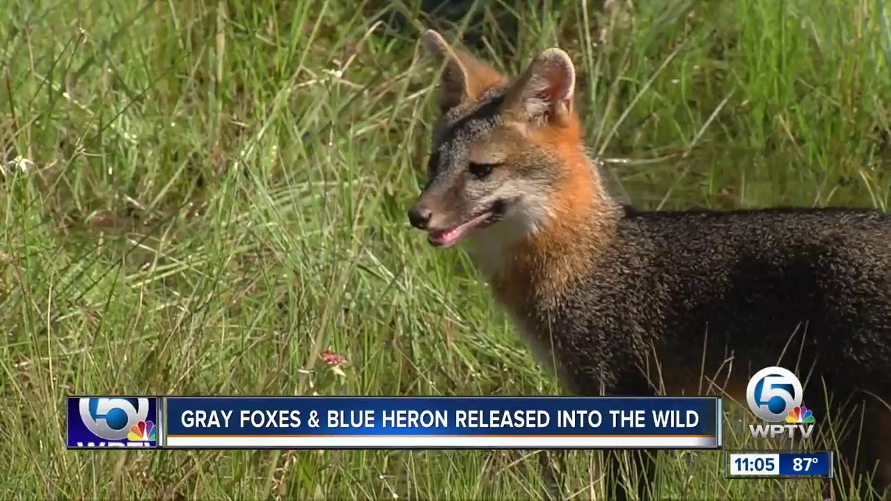 vero beach weather Foxes, heron released