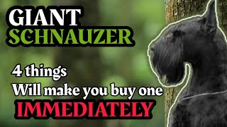 Giant Schnauzer - 4 Things Will make You Buying one IMMEDIATELY by SCHNAUZERS FRIENDS CLUB 144 views 1 year ago 2 minutes, 18 seconds