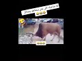 هههههههه والله حاجه مسخره