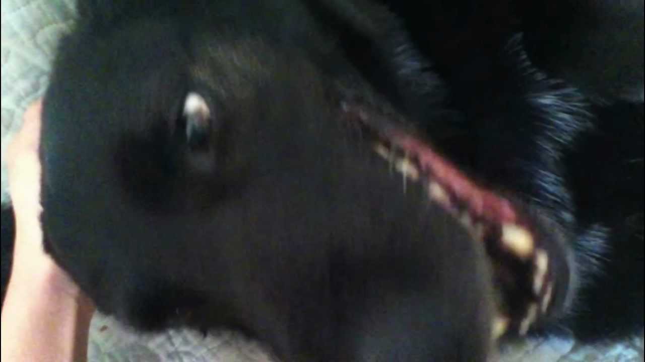 cute, funny dog nail clipping 