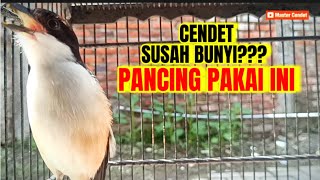 PANCINGAN CENDET SUSAH BUNYI COBA DENGARKAN INI SEKALI DENGAR LANGSUNG KOAR KOAR