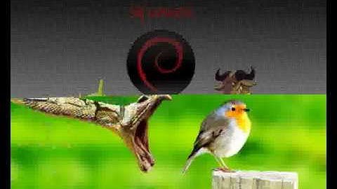 debian slideshow with imagination