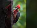 Woodpecker 🐥 #facts #sciencefacts #shorts #viralvideo #woodpecker