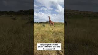 You Won’t Believe This Safari in Africa @elewanachannel  #africa #safari #travel #travelvlog