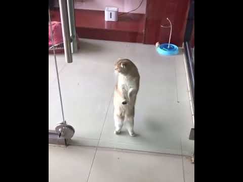 Dancing Cat Macarena