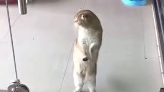 Dancing Cat Macarena