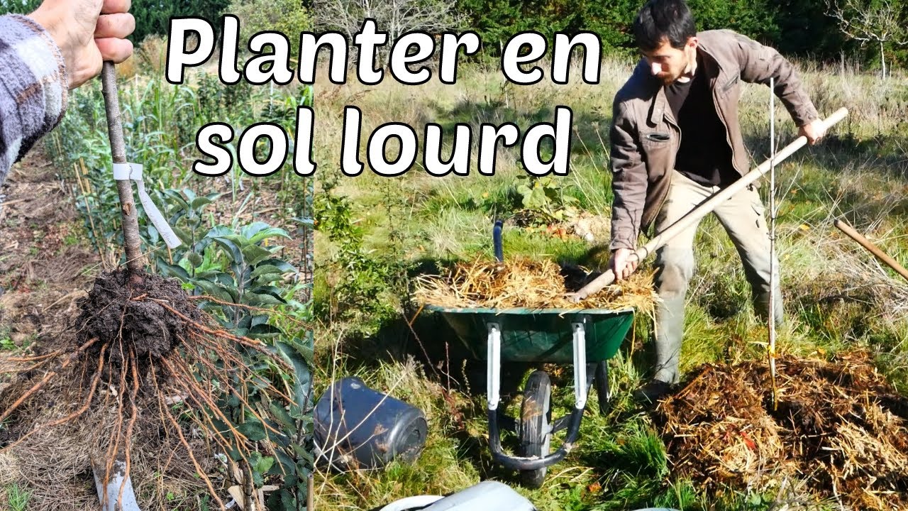 Comment planter les arbres fruitiers en SOL LOURD et argileux