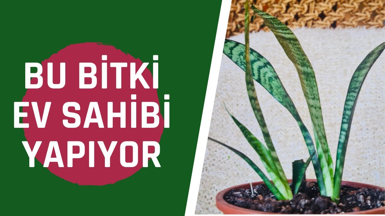 SANSEVIERIA/KILIÇ BİTKİSİ