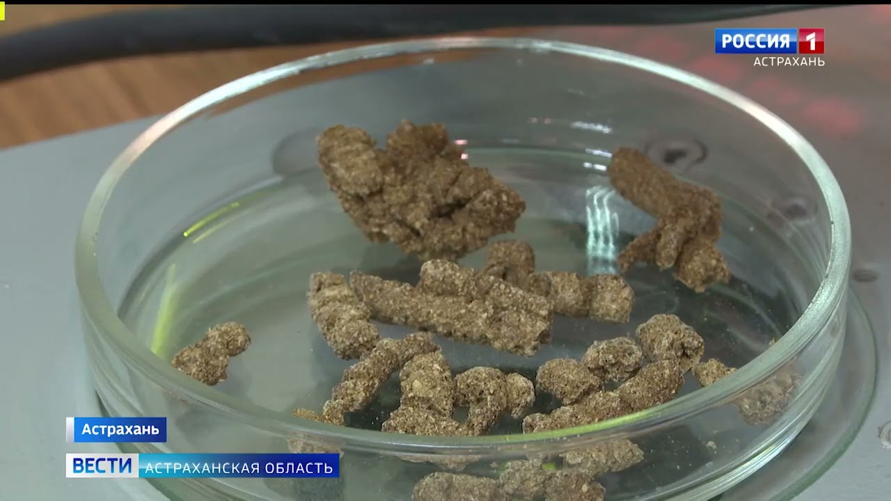 Астраханские учёные разрабатывают питание для рыб из белка микробного происхождения