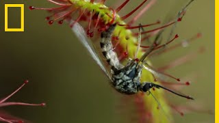 La droséra, plante carnivore experte en piège