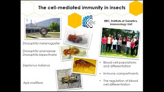 Apimondia 2019 Cellular Immunity Of The Honey Bee Apis Mellifera Erika Gabor