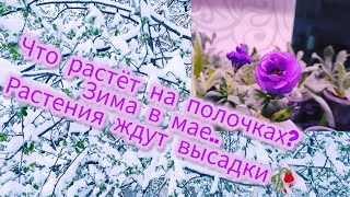 Что растет на стеллаже? Планы по высадке в открытый грунт.. Ждём весну вместе с рассадой!