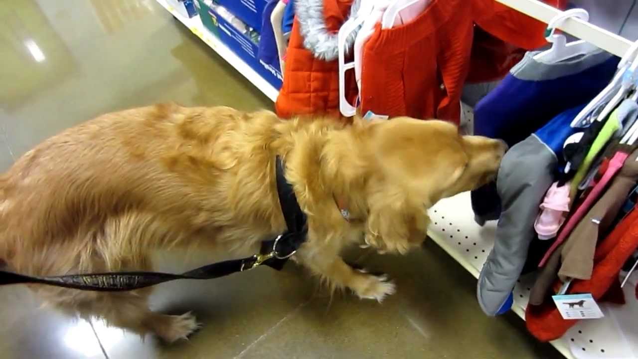 A Dog That Loves Shopping YouTube