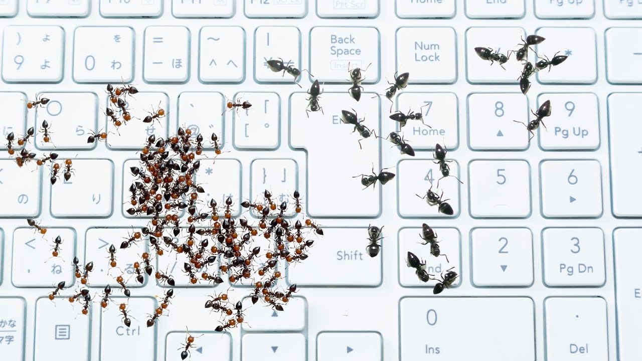 Keyboard Insect Why Are There Ants In My Keyboard? - YouTube