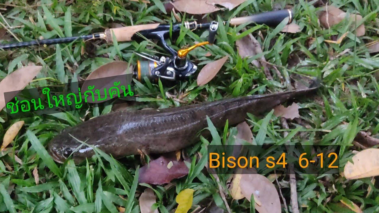 คันBison s4 ตกปลาช่อน
