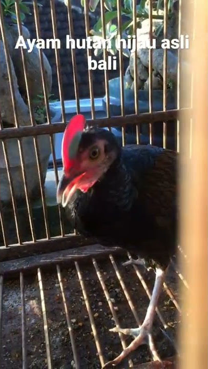 Ayam hutan hijau “ keker “