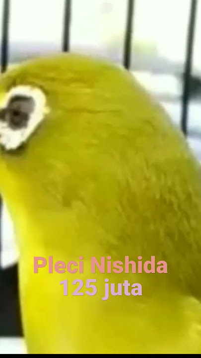 Pleci nishida 125 juta pleci nisida #pleci #plecinisida #plecinishida #pcmi