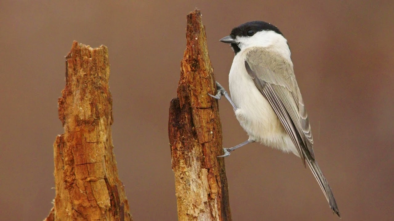 The Marsh Tit: Close Up HD Footage (Poecile palustris) 