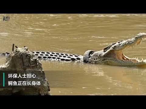 鱷魚脖子上套著一個輪胎3年 至今沒人能幫牠取下來
