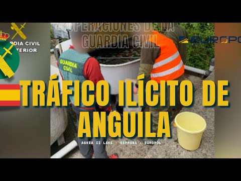 Askea II-Lake. Detenido e investigadas 27 personas e incautados más de 300 kilos de angula.