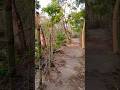 গ্রামের পুরাতন বারি #funnyvideo #shortvideo #viral #niceflowerart