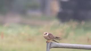 Red-footed falcon - Falco vespertinus - Roodpootvalk