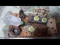 2021 8 23★鈴虫2匹が鳴いた（保水苔を追加した）