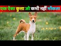 एक एसा कुत्ता है जो कभी नहीं भोंकता || The basenji dog never barks. IQ Mind