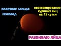 Овоскопирование куриных яиц на 12 сутки/НЕОПЛОД/КРОВЯНОЕ КОЛЬЦО