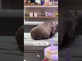 Is your bully dog cute? #usa #tiktok #fypシ #puppy #dog... #Shorts #yedda.catharine