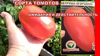 ЭТИ ПОМИДОРЫ В ОТКРЫТОМ ГРУНТЕ ПОКАЗАЛИ СЕБЯ НА ВСЕ 100! Сорт томата Петруша Огородник