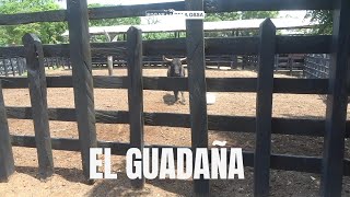 TOROS DE LA GANADERIA SANTA LUCIA PARA LAS CORRALEJAS EN COROZAL 2024. #españa #brazil #india