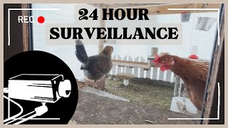Security Cameras in Coop by Wicked Life 360 views 2 months ago 6 minutes, 52 seconds
