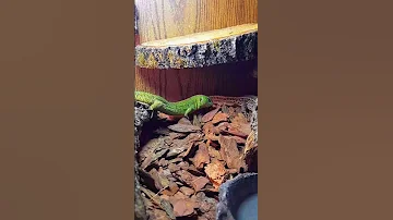 КАК ДЕЛА У ЗЕЛЁНОГО САМЦА? #shorts #ящерица #lizard