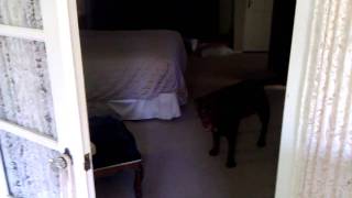 Kayla and Ginger playing! by Hey It's Wei 53 views 13 years ago 1 minute, 2 seconds