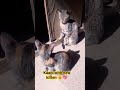 kaani with new kitten 🐈🐾// #catmeowing #kitten #youtuber #shortsfeed #shortvideo #shorts #viralvideo