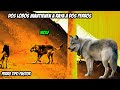 Dos Lobos versus Dos Perros El Choque de dos Mundos: EL Salvaje y el Domestico