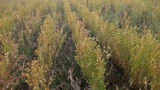 Flax seed||farming....