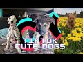 TIKTOKS THAT MAKE YOU GO AAWWW ~ Cute Dogs of TikTok Compilation | Camera Crazy