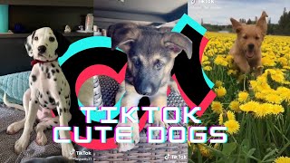 TIKTOKS THAT MAKE YOU GO AAWWW ~ Cute Dogs of TikTok Compilation | Camera Crazy