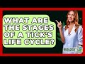 What Are The Stages Of A Tick&#39;s Life Cycle? - Biology For Everyone