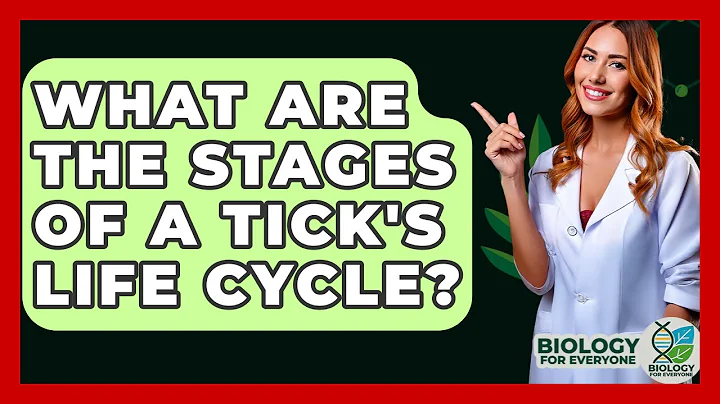 What Are The Stages Of A Tick's Life Cycle? - Biology For Everyone