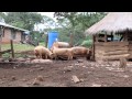 Tour of Mujila Falls Agriculture Centre in Zambia