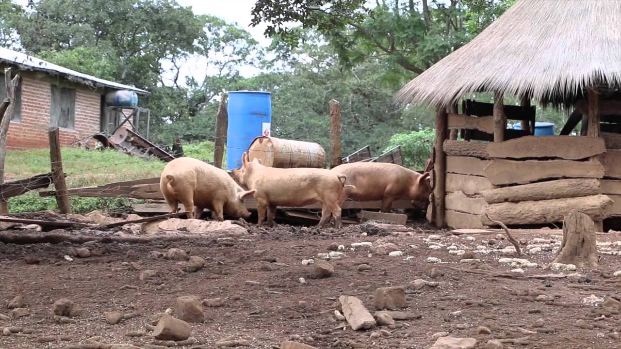 Tour of Mujila Falls Agriculture Centre in Zambia YouTube