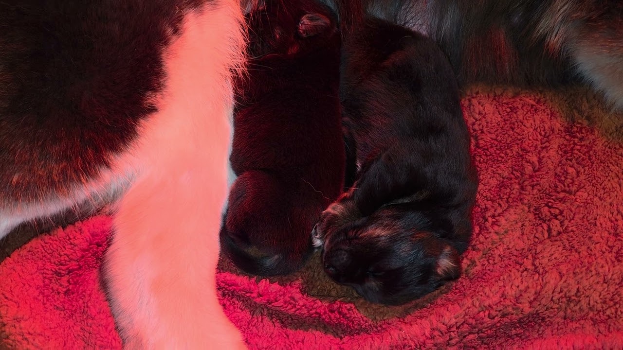 Ancient Guardians Farm 12 day old aboriginal Tibetan Mastiff puppies from Jalus and Archer 