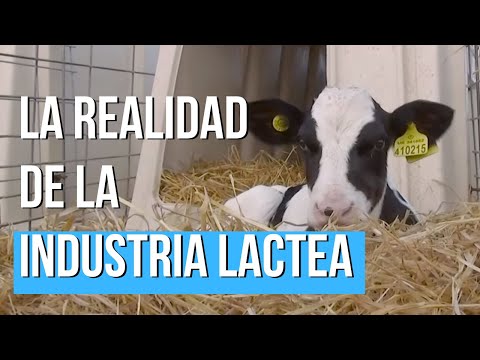 El lado más SECRETO de la INDUSTRIA LACTEA