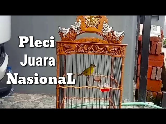 Pleci Juara Nasional Nembak Panjang Cocok Untuk Masteran class=