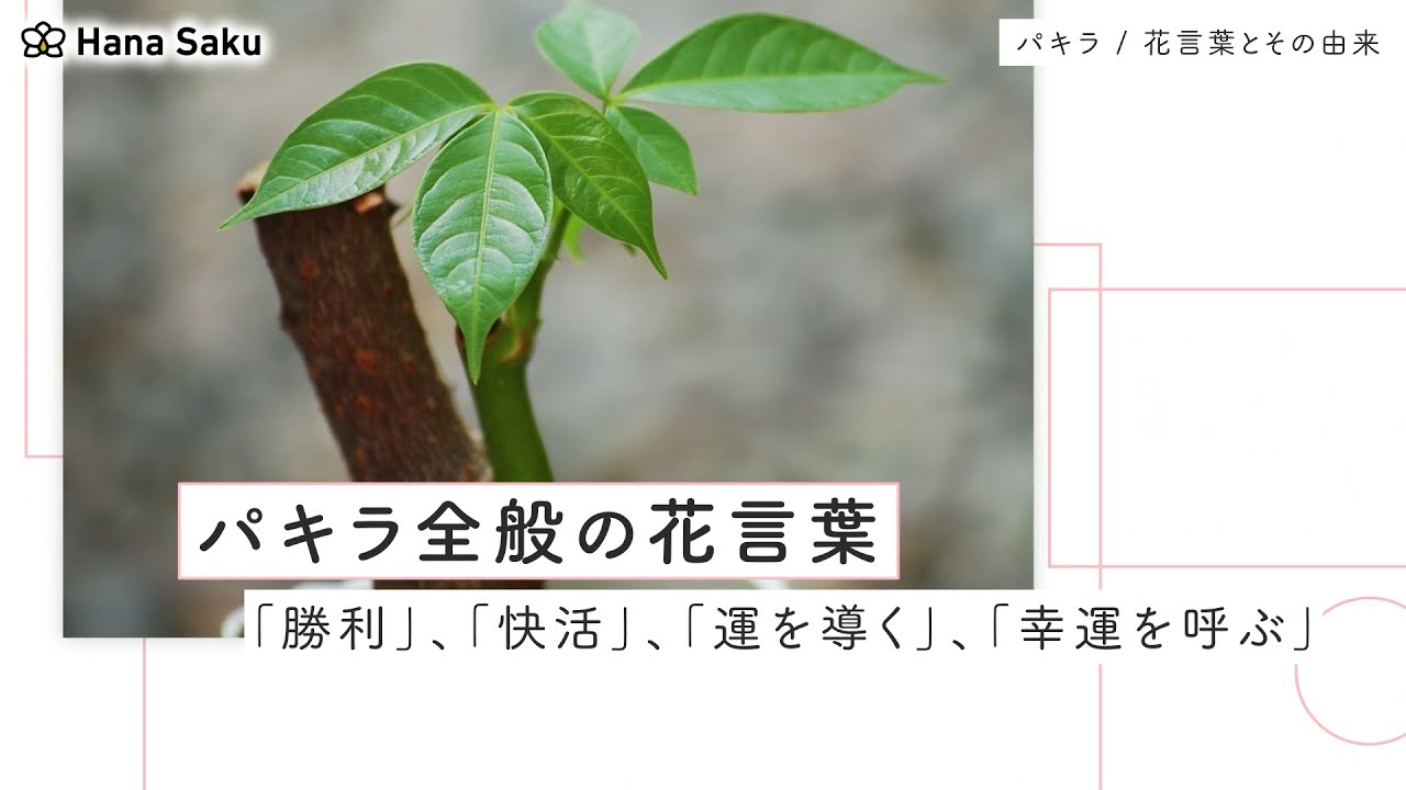 言葉 パキラ 花 パキラの花言葉！運気をアップしてくれる元気いっぱいの植物だったよ